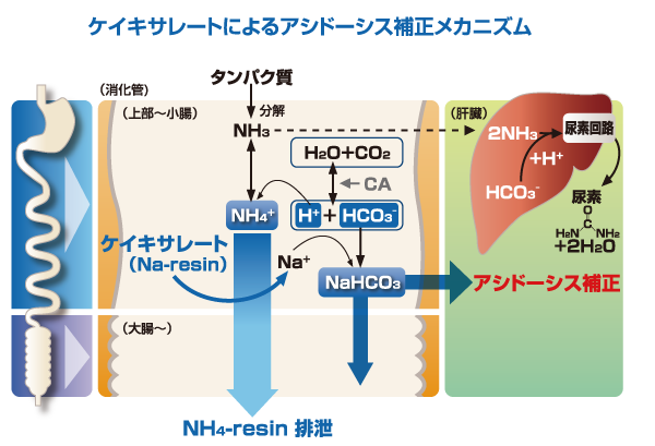 ケイキサレートによるアシドーシス補正メカニズム